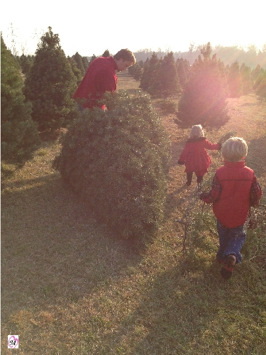 kids picking out christmas tree