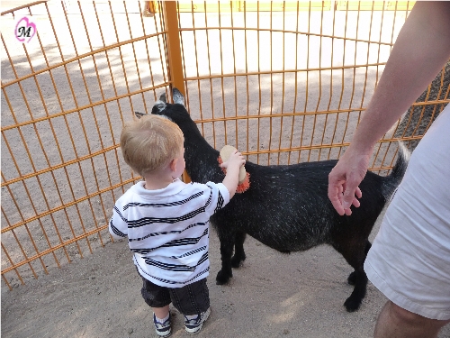 pet