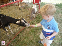 toddler feeding animals