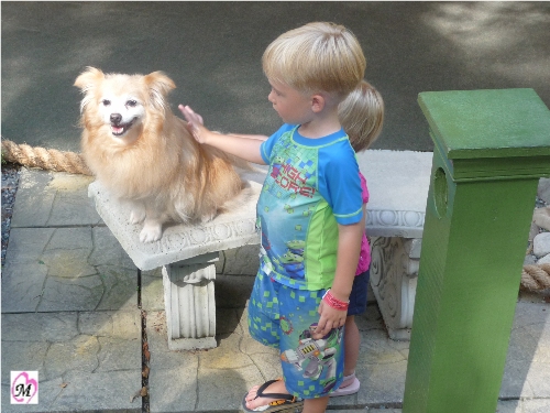 Pet Shenanigans