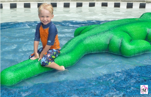 Alligator
